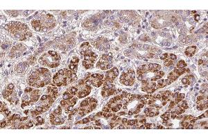 anti-Olfactory Receptor 2A42 antibody