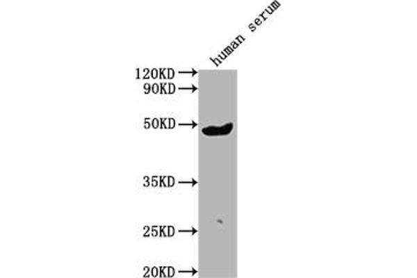 IgG3 antibody  (AA 312-324)