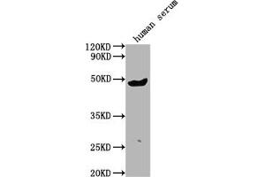 Western Blot Positive WB detected in human serum All lanes:IGHG3 antibody at 1:2000 Secondary Goat polyclonal to rabbit IgG at 1/50000 dilution Predicted band size: 42 kDa Observed band size: 42 kDa