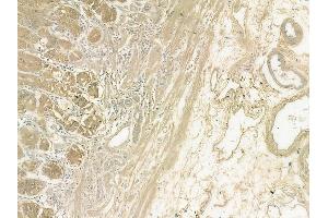 ABIN6262058 and ABIN6272308 at 1/100 staining human normal gastric tissue by IHC-P. (FFAR3 antibody  (C-Term))
