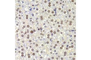 Immunohistochemistry of paraffin-embedded mouse liver using NASP Antibody.