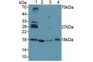 Western blot analysis of (1) Human Lung Tissue, (2) Human HeLa cells, (3) Porcine Spleen Tissue and (4) Porcine Uterus Tissue. (UBE2I antibody  (AA 33-158))
