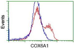 Flow Cytometry (FACS) image for anti-Cytochrome C Oxidase Subunit VIa Polypeptide 1 (COX6A1) antibody (ABIN1497582) (COX6A1 antibody)