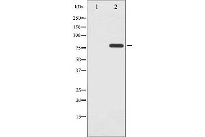 Western blot analysis of Tau phosphorylation expression in Mouse brain tissue lysates,The lane on the left is treated with the antigen-specific peptide. (MAPT antibody  (pThr205))