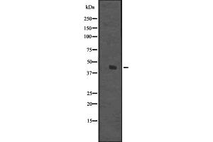 Western blot analysis of DDB2 expression in Hela cell lysate,The lane on the left is treated with the antigen-specific peptide. (DDB2 antibody  (C-Term))