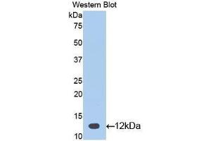 Western Blotting (WB) image for anti-Glycoprotein Hormones, alpha Polypeptide (CGA) (AA 25-120) antibody (ABIN1077933)