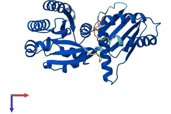 RRAGA Protein (AA 1-313) (His tag)