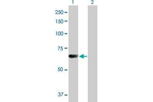 Western Blot analysis of L3MBTL4 expression in transfected 293T cell line by L3MBTL4 MaxPab polyclonal antibody.