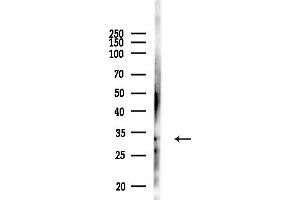 Western blot analysis of lysates from RAW264.