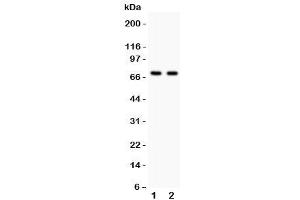 Western blot testing of SHBG antibody and Lane 1:  HeLa (SHBG antibody  (AA 30-210))