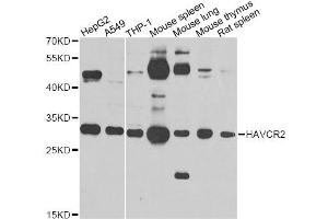 Western blot analysis of extracts of various cell lines, using HAVCR2 antibody. (TIM3 antibody)