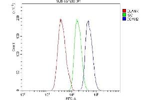 Flow Cytometry analysis of CACO-2 cells using anti-DDAH2 antibody (ABIN4886561). (DDAH2 antibody  (C-Term))