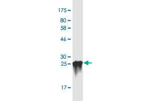 Western Blot detection against Immunogen (31. (LASS1 antibody  (AA 301-350))