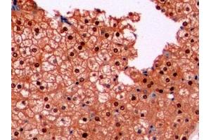 Detection of ARG in Human Liver Tissue using Monoclonal Antibody to Arginase (ARG) (ARG antibody  (AA 1-322))