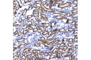 IHC testing of FFPE rat kidney tissue with IRF7 antibody at 1ug/ml. (Regucalcin antibody)