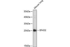 Western blot analysis of extracts of mouse lung, using EFHD2 antibody (ABIN7266903) at 1:1000 dilution. (EFHD2 antibody  (AA 1-78))