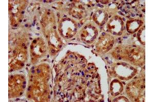 IHC image of ABIN7157624 diluted at 1:400 and staining in paraffin-embedded human kidney tissue performed on a Leica BondTM system. (KIF22 antibody  (AA 34-169))
