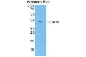 Western Blotting (WB) image for anti-phosphoinositide-3-Kinase Adaptor Protein 1 (PIK3AP1) (AA 397-650) antibody (ABIN1860216) (PIK3AP1 antibody  (AA 397-650))