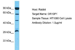 Host: Rabbit Target Name: OR10P1 Sample Type: HT1080 Whole Cell lysates Antibody Dilution: 1. (OR10P1 antibody  (C-Term))