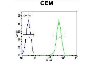 CRCT1 Antibody (N-term) flow cytometric analysis of CEM cells (right histogram) compared to a negative control cell (left histogram). (CRCT1 antibody  (N-Term))