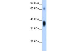 Western Blotting (WB) image for anti-Nephroblastoma Overexpressed (NOV) antibody (ABIN2462722) (NOV antibody)