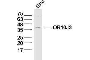 OR10J3 antibody  (AA 201-300)