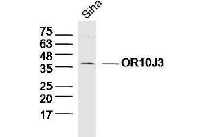 Lane 1: Siha lysates probed with OR10J3 Polyclonal Antibody at 1:300 overnight at 4˚C.
