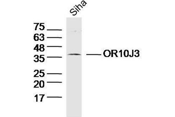 OR10J3 antibody  (AA 201-300)