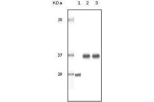 Western blot analysis using SRA mouse mAb against truncated SRA recombinant protein (1), human ovary cancer tissue lysate (2) and A431 cell lysate (3).