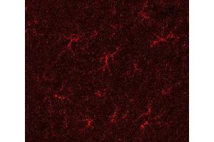 Indirect immunostaining of a PFA fixed rat hippocampus section (dilution 1 : 500). (GLN1 antibody)