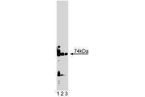 Western blot analysis of PKClambda on rat brain lysate.