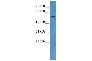 Rat Heart; WB Suggested Anti-Alg8 Antibody Titration: 0.