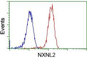 Image no. 4 for anti-Nucleoredoxin-Like 2 (NXNL2) antibody (ABIN1499887) (NXNL2 antibody)