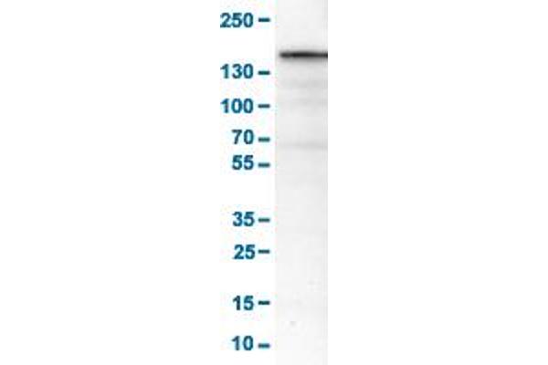 MKL2 anticorps  (AA 136-273)