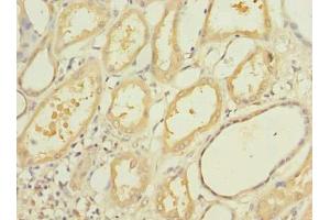 Immunohistochemistry of paraffin-embedded human kidney tissue using ABIN7160762 at dilution of 1:100 (OGG1 antibody  (AA 1-345))
