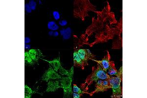 Immunocytochemistry/Immunofluorescence analysis using Mouse Anti-VDAC1 Monoclonal Antibody, Clone S152B-23 . (VDAC1 antibody  (AA 1-283) (Biotin))