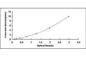 Lymphocyte Cytosolic Protein 1 (LCP1) ELISA Kit