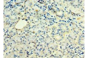 Immunohistochemistry of paraffin-embedded human pancreatic tissue using ABIN7171227 at dilution of 1:100 (Syntaxin 12 antibody  (AA 1-250))