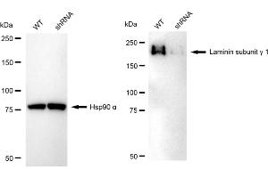 anti-Laminin, gamma 1 (LAMC1) antibody