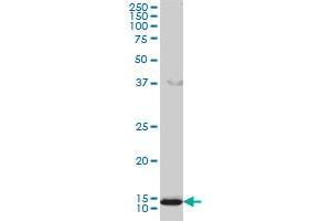 GOLGA7 monoclonal antibody (M01), clone 2H8 Western Blot analysis of GOLGA7 expression in HL-60 . (Golgin A7 antibody  (AA 1-137))