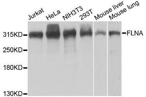 Western blot analysis of extracts of various cell lines, using FLNA antibody. (Filamin A antibody  (AA 2348-2647))