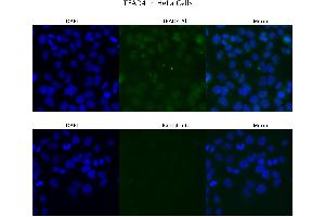 Sample Type : HeLa  Primary Antibody Dilution: 4 ug/ml  Secondary Antibody : Anti-rabbit Alexa 546  Secondary Antibody Dilution: 2 ug/ml  Gene Name : TEAD4 (TEAD4 antibody  (Middle Region))
