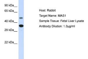 Host: Rabbit Target Name: MAS1 Sample Type: Fetal Liver lysates Antibody Dilution: 1. (MAS1 antibody  (N-Term))