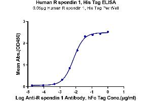 Immobilized Human R spondin 1, His Tag at 0. (RSPO1 Protein (His tag))