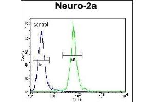 PCDP1 Antibody (C-term) (ABIN654276 and ABIN2844084) flow cytometric analysis of Neuro-2a cells (right histogram) compared to a negative control cell (left histogram). (Primary Ciliary Dyskinesia Protein 1 (PCDP1) (AA 787-816), (C-Term) antibody)