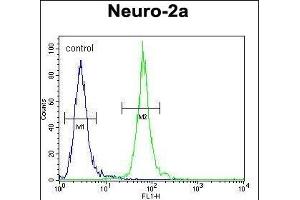 PCDP1 Antibody (C-term) (ABIN654276 and ABIN2844084) flow cytometric analysis of Neuro-2a cells (right histogram) compared to a negative control cell (left histogram).