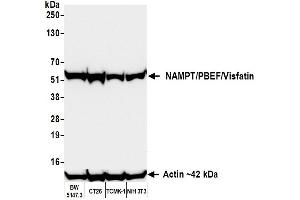 Western Blotting (WB) image for anti-Nicotinamide phosphoribosyltransferase (NAMPT) (AA 400-450) antibody (ABIN7454014) (Recombinant NAMPT antibody  (AA 400-450))