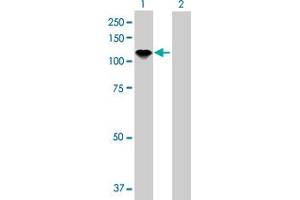 Western Blot analysis of AXL expression in transfected 293T cell line by AXL MaxPab polyclonal antibody. (AXL antibody  (AA 1-894))