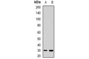 Western blot analysis of UPIb expression in HEK293T (A), mouse skin (B) whole cell lysates. (Uroplakin 1B antibody)