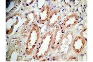 Human kidney tissue was stained by Rabbit Anti-BNP-45 (Mouse) Antibody (BNP-45 antibody  (AA 51-95))